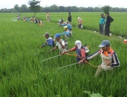 Sidrap Sebagai Pusat Riset, Inovasi, dan Teknologi Pertanian Berbasis Keberlanjutan