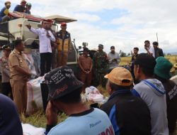 Hasil Panen Meningkat, Bupati Sidrap Ajak Warga Bila Riawa Bersyukur dan Tetap Jaga Tradisi